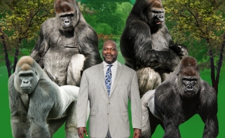 Zoologijos sodo direktorius paaiškino, kodėl gorilos nori muštis su Shaqu